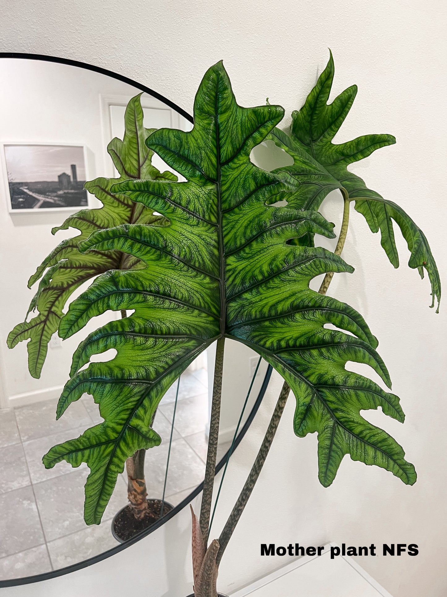 Alocasia Jacklyn (20)