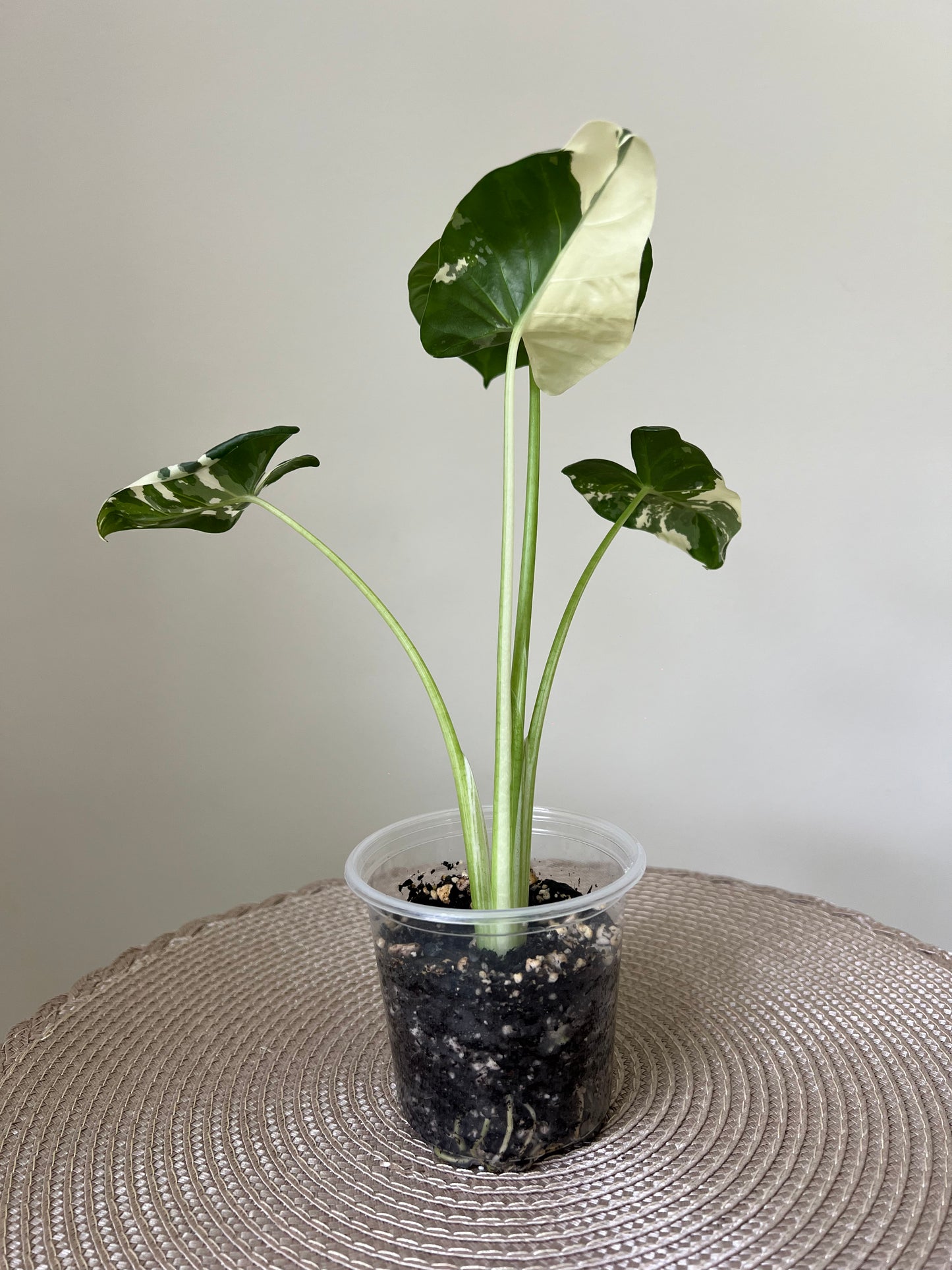 Alocasia variegated Macrorrhiza (35)