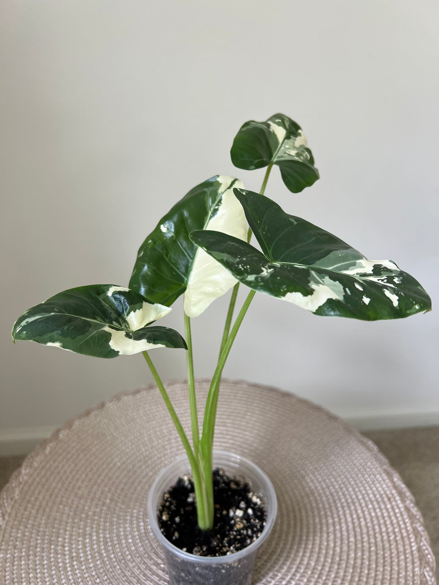 Alocasia variegated Macrorrhiza (39)