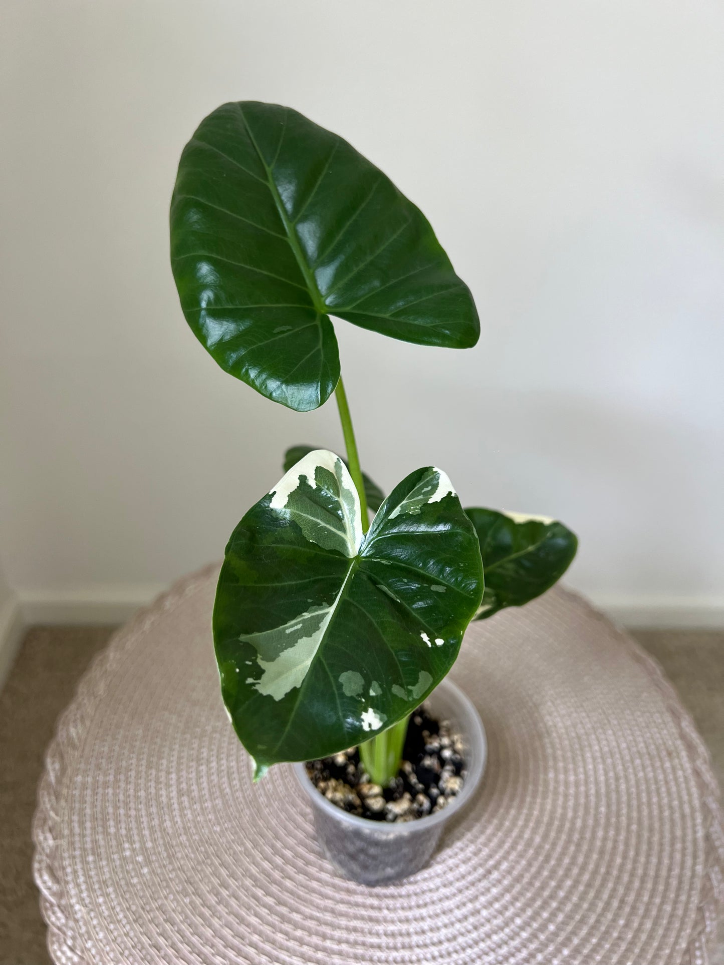 Alocasia variegated Macrorrhiza (11)