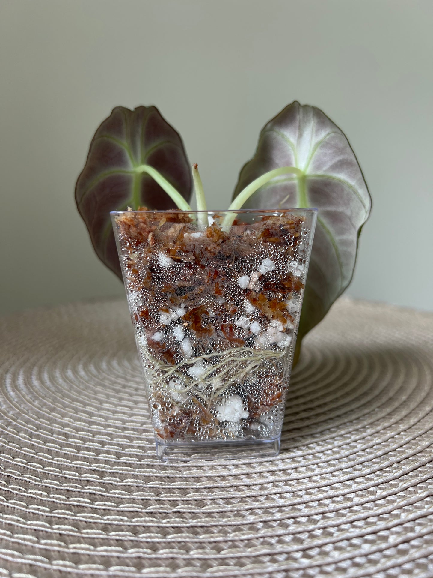 Alocasia Black Velvet (4)