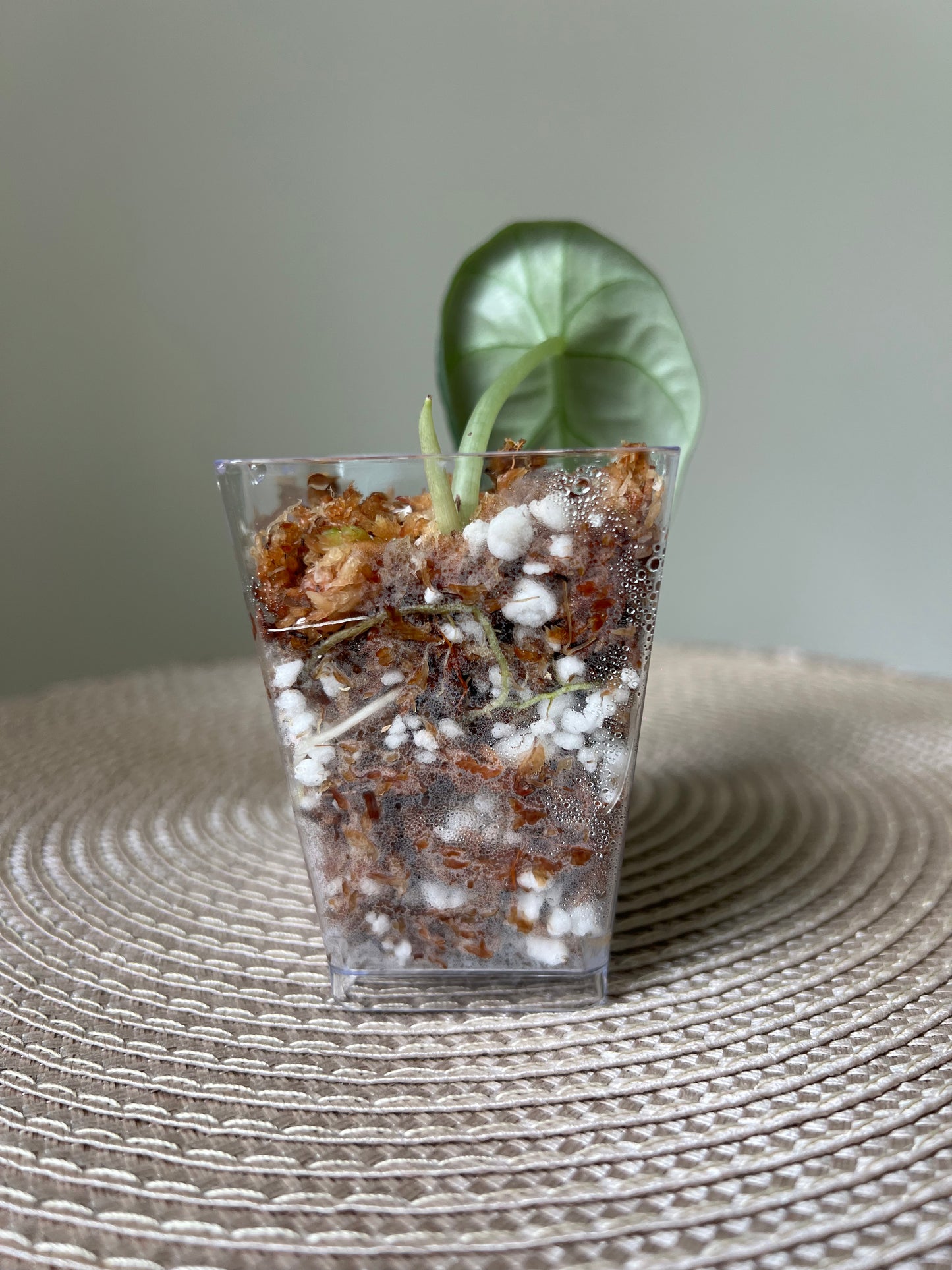 Alocasia Maharani (14)