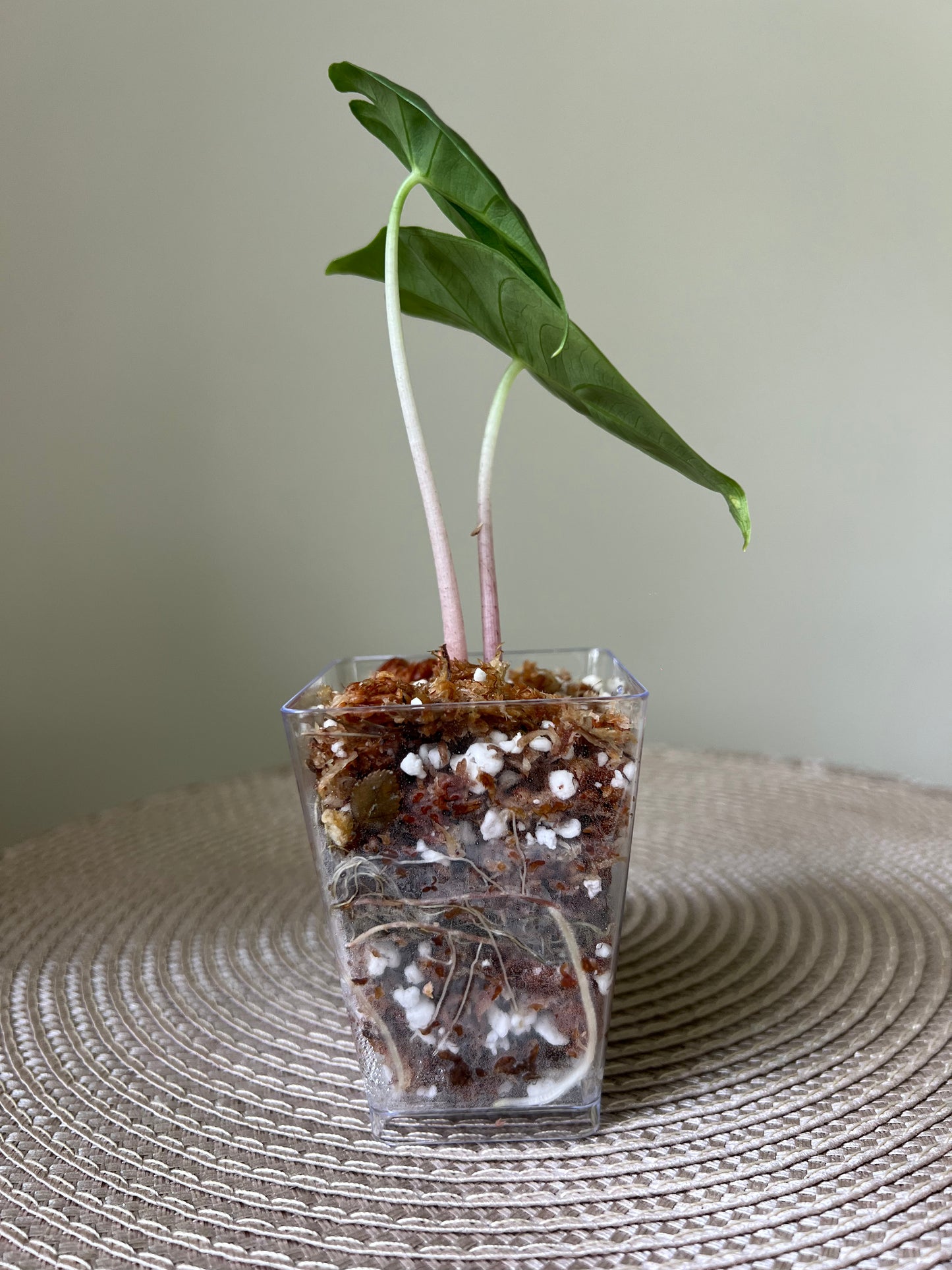 Alocasia Pink Dragon (47)