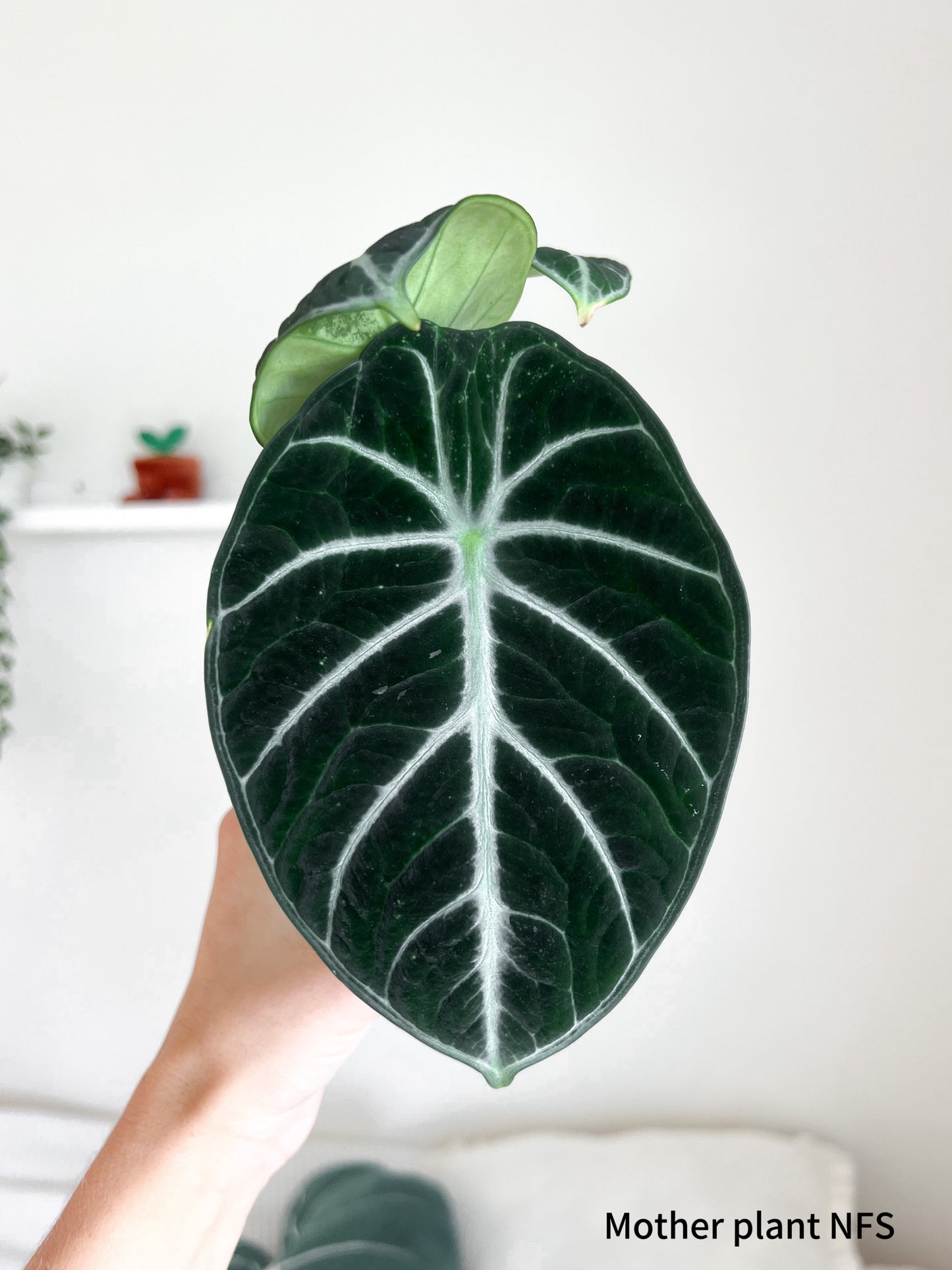 Alocasia Ninja corms (2 corms per order)