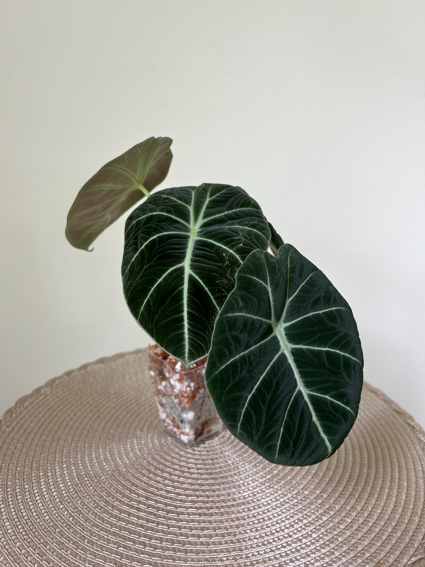 Alocasia Black Velvet (18)