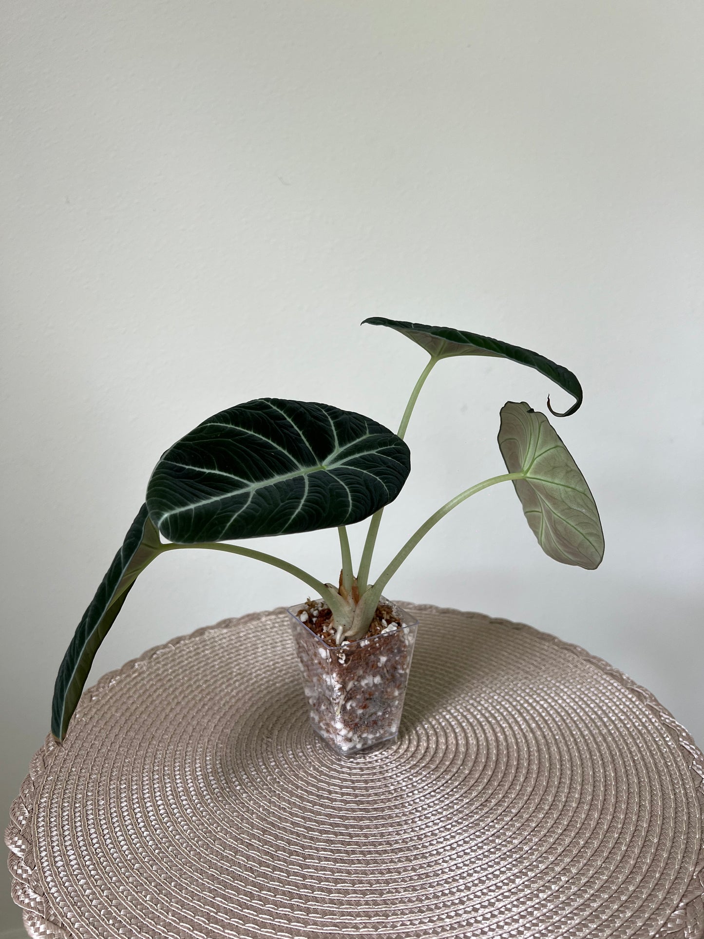 Alocasia Black Velvet (22)