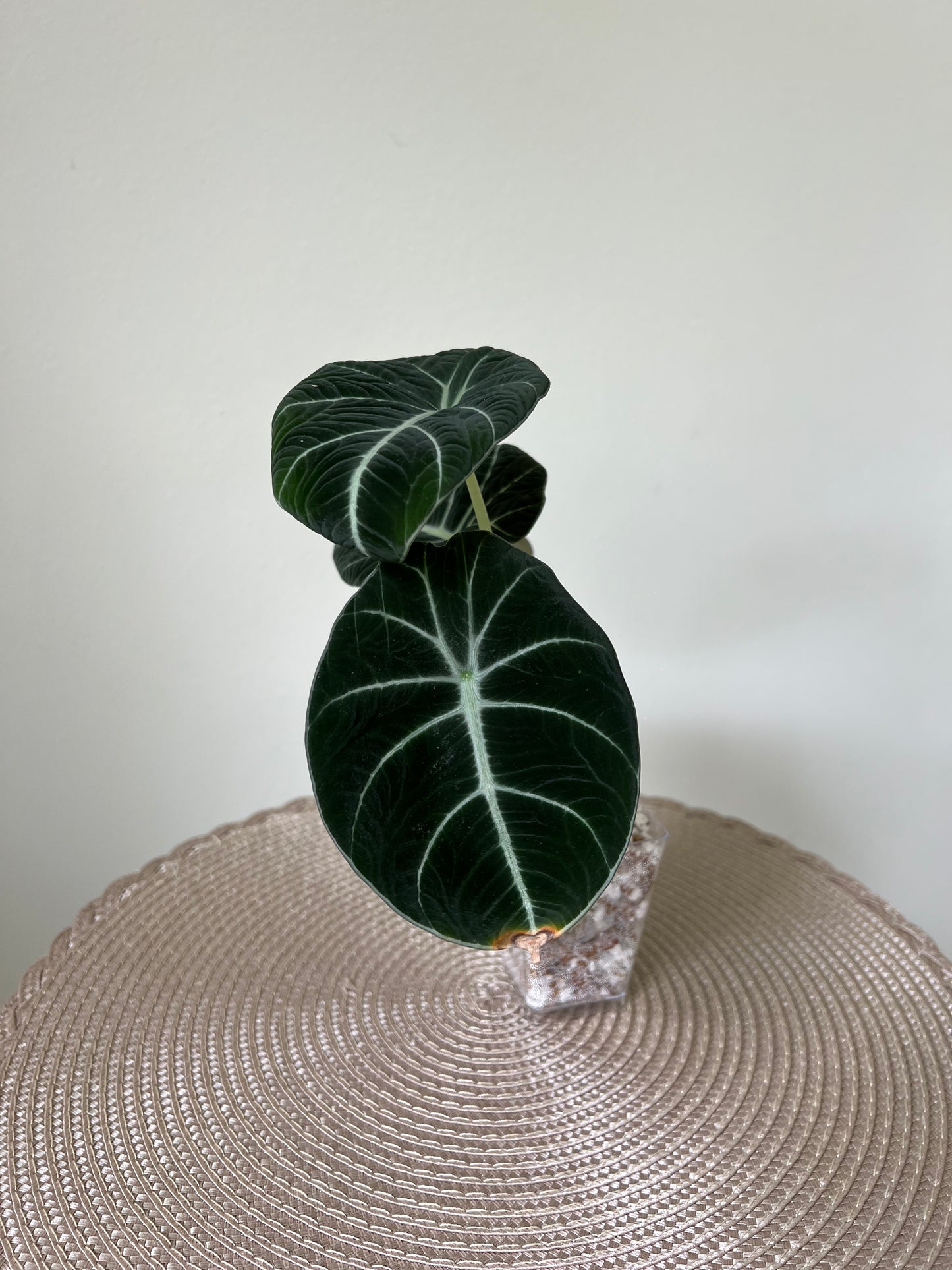Alocasia Black Velvet (22)