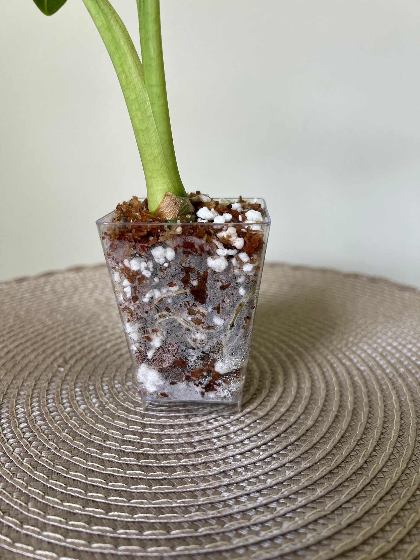 Alocasia variegated Frydek (8)