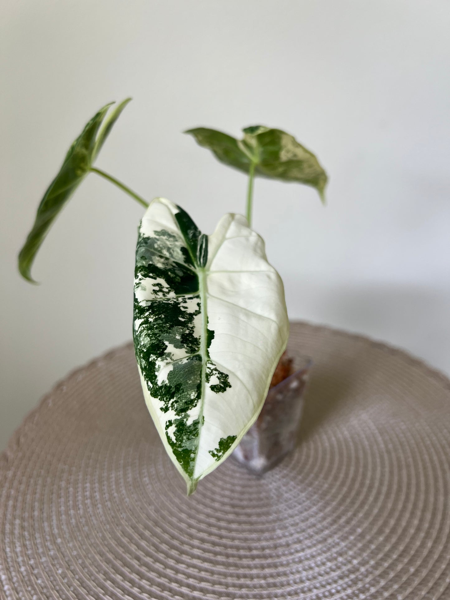 Alocasia variegated Frydek (16)