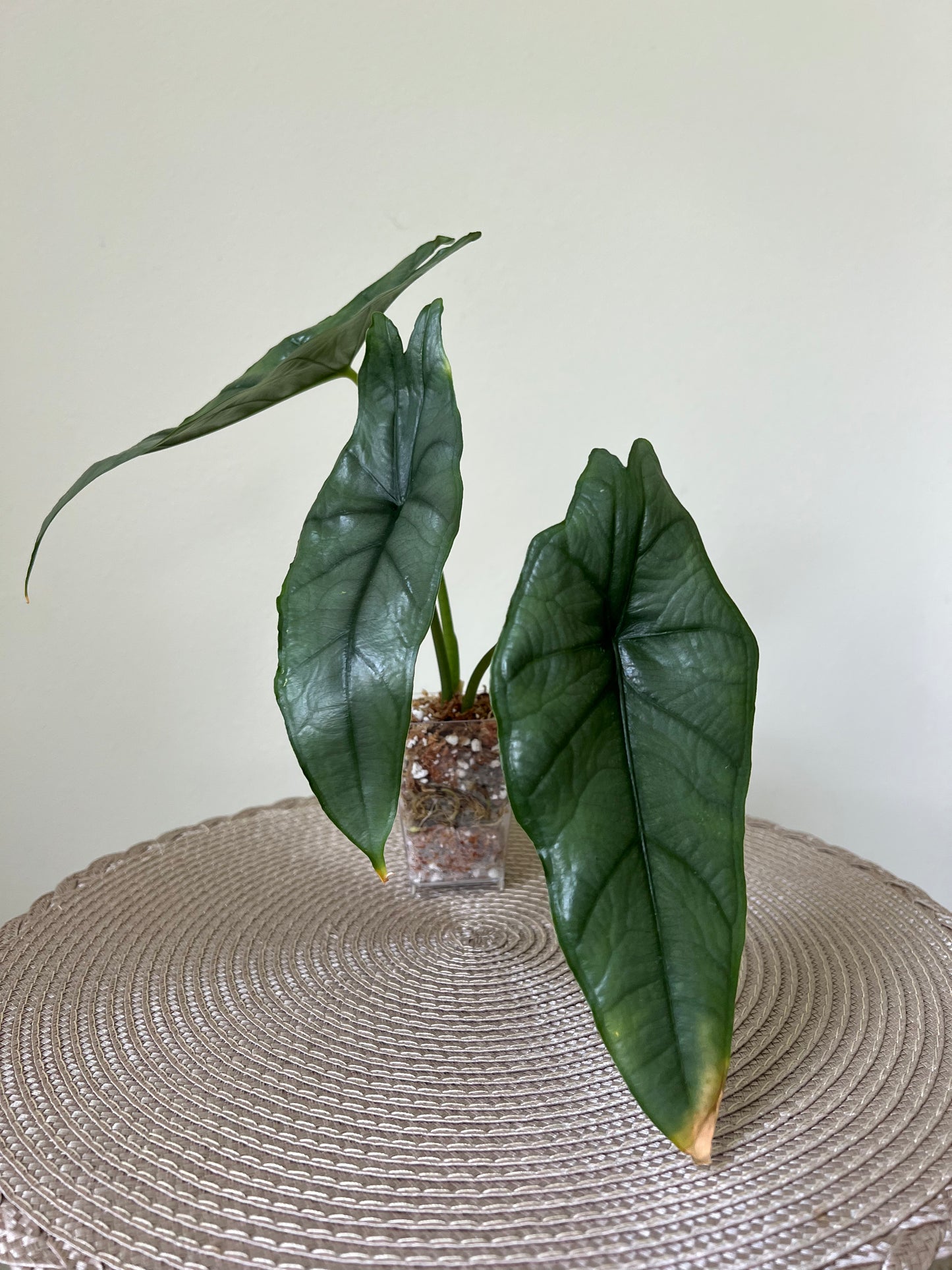 Alocasia Dragon's Breath (5)