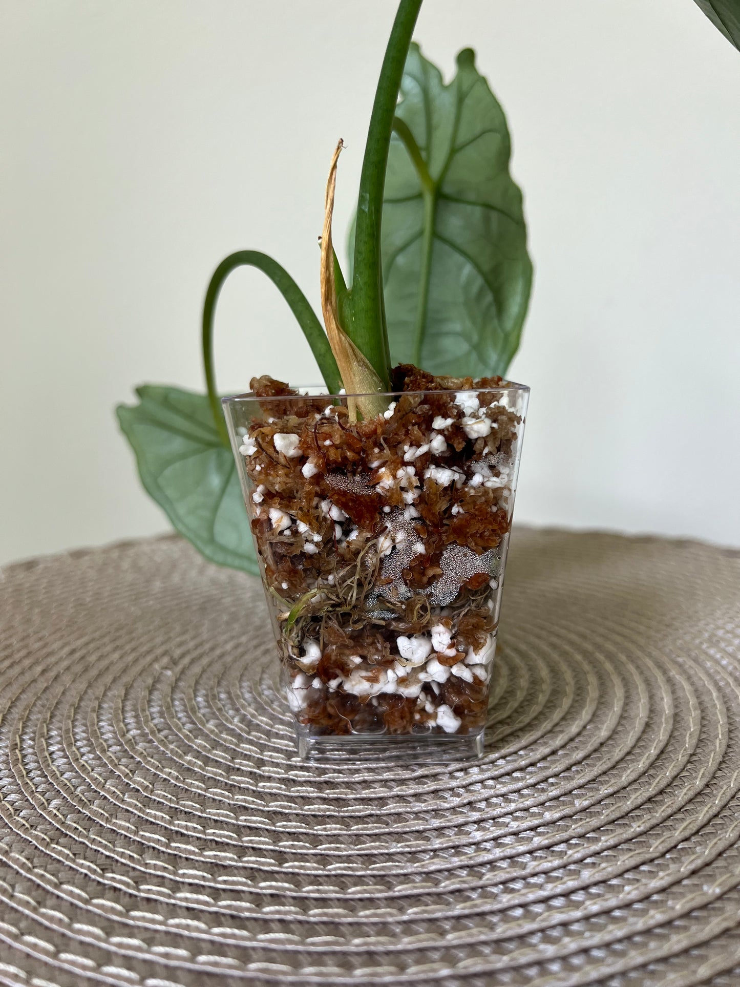 Alocasia Dragon's Breath (46)