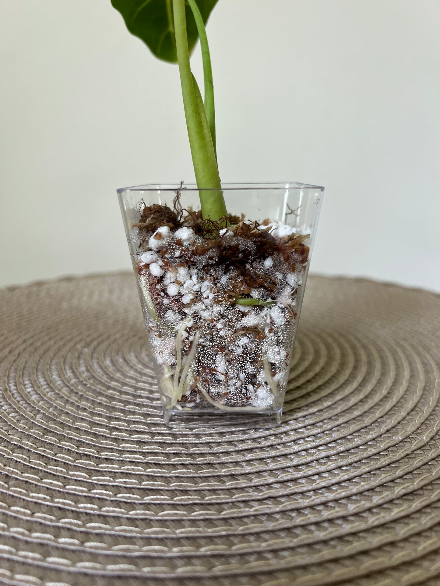 Alocasia variegated Frydek (7)