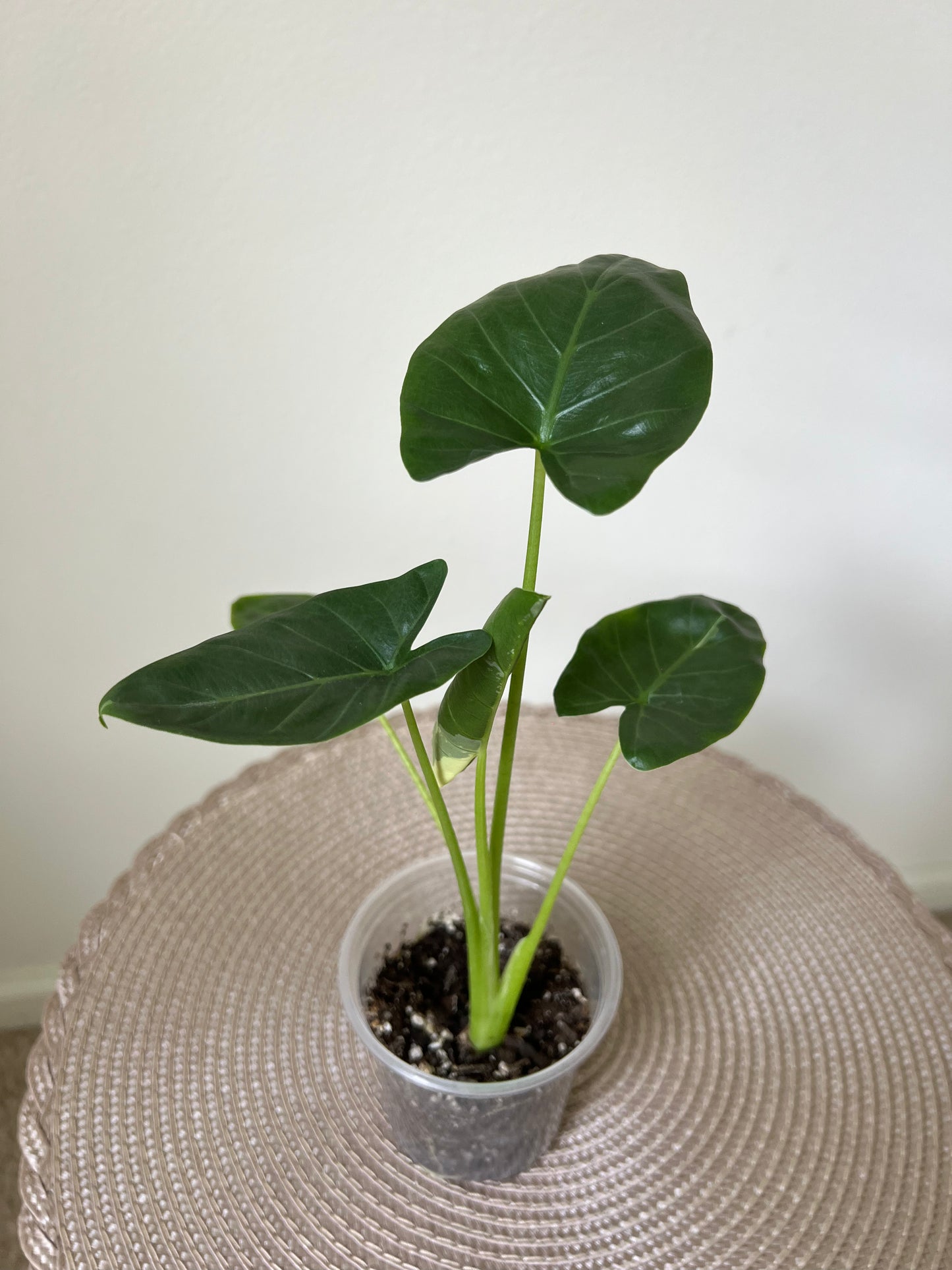 Alocasia variegated Macrorrhiza (2)
