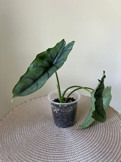 Alocasia Dragon's Breath (46)