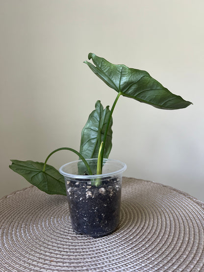 Alocasia Dragon's Breath (46)