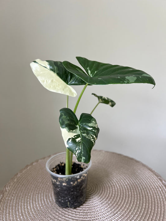 Alocasia variegated Macrorrhiza (35)