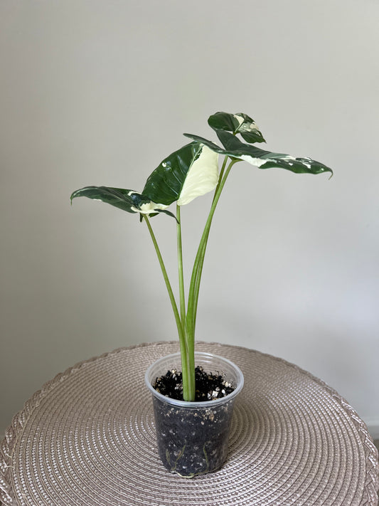 Alocasia variegated Macrorrhiza (39)