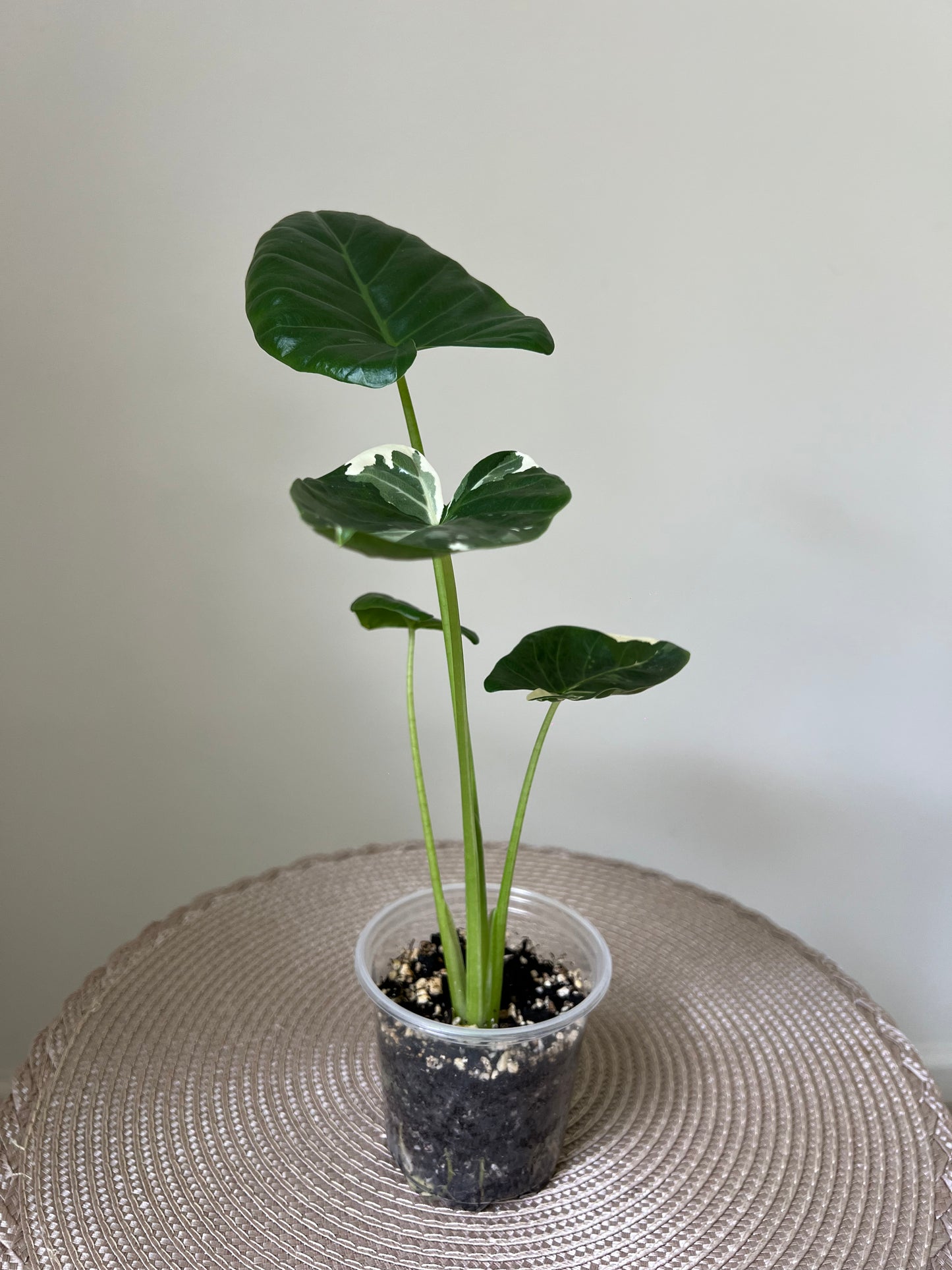 Alocasia variegated Macrorrhiza (11)