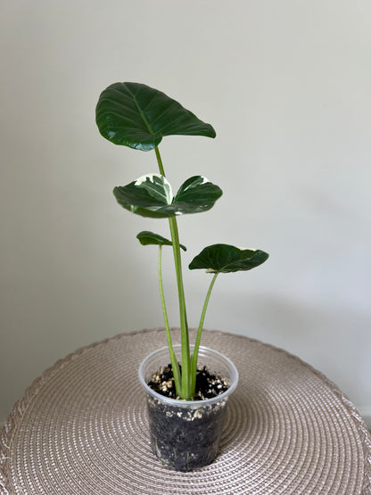 Alocasia variegated Macrorrhiza (11)