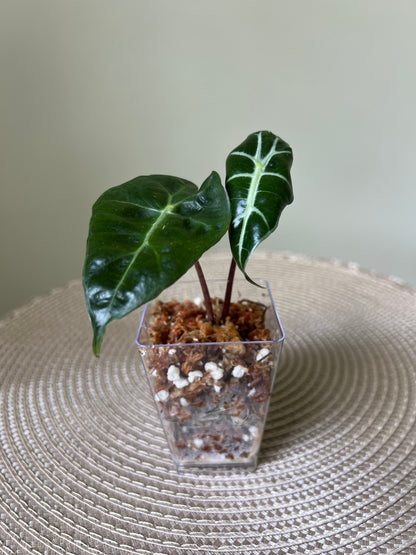 Alocasia Polly (44)