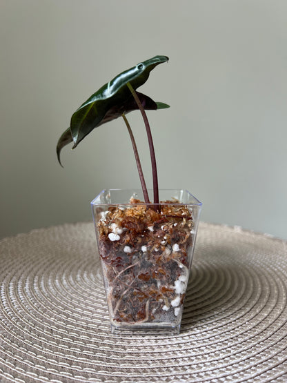 Alocasia Polly (44)