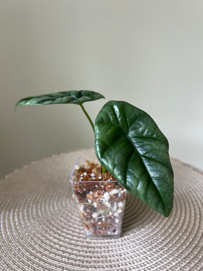 Alocasia Sinuata (10)