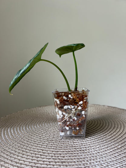 Alocasia Sinuata (10)