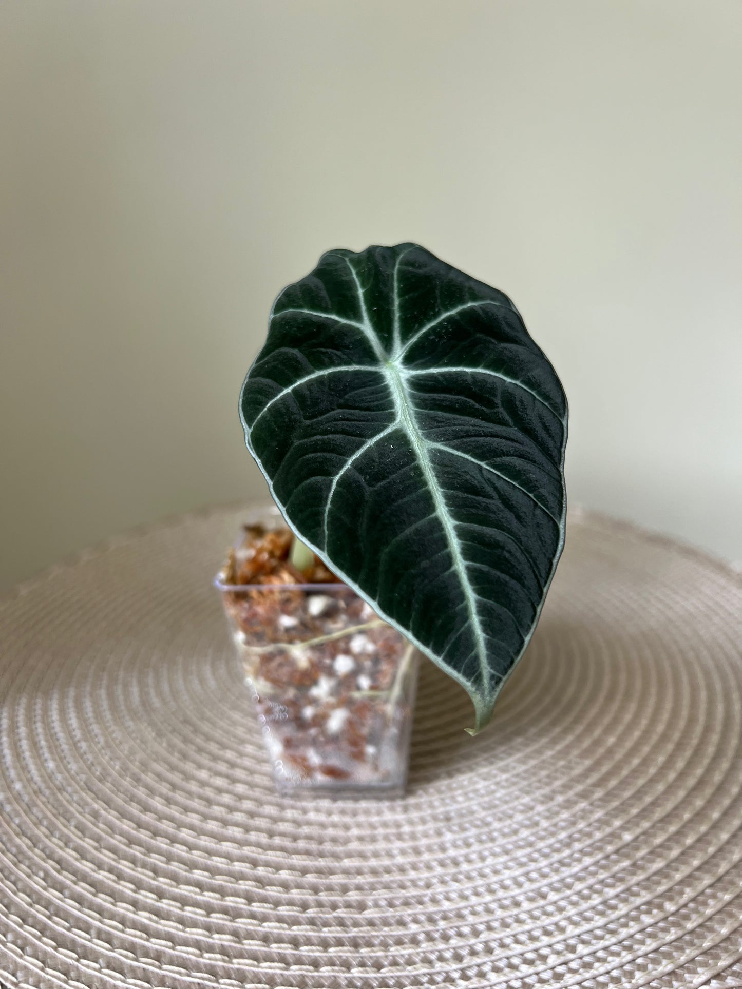 Alocasia Black Velvet (29)