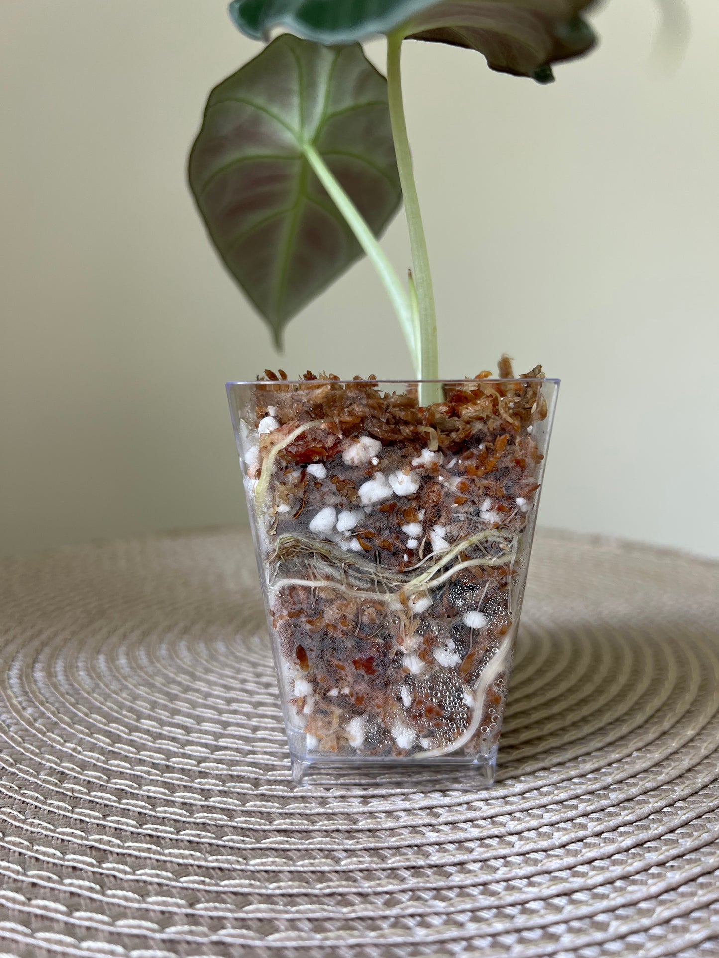 Alocasia Black Velvet (29)