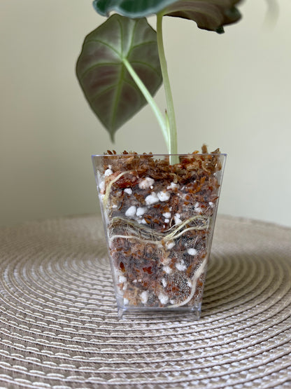 Alocasia Black Velvet (29)