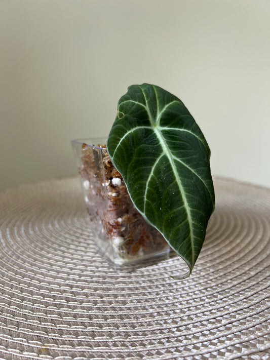 Alocasia Black Velvet (17)