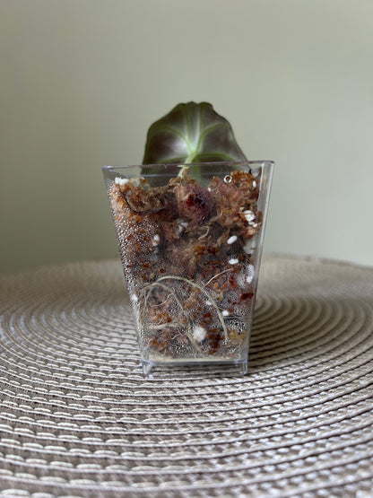 Alocasia Black Velvet (17)