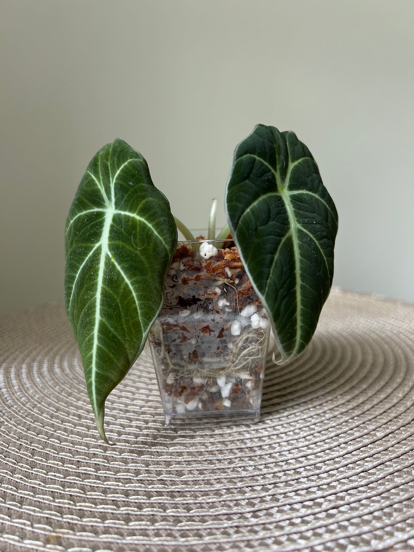 Alocasia Black Velvet (4)