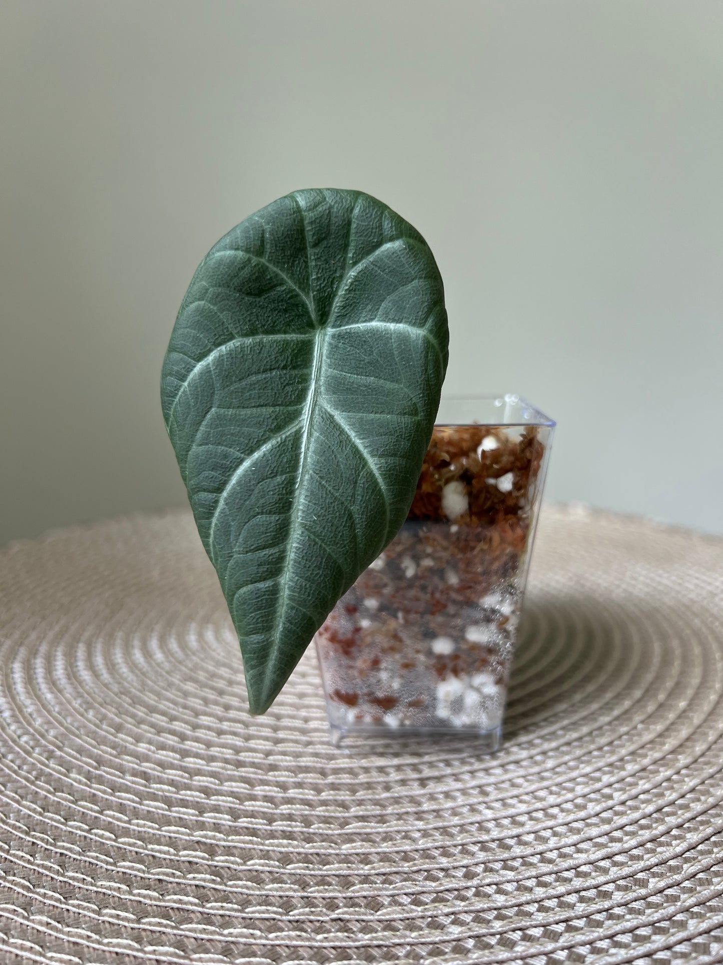 Alocasia Maharani (14)