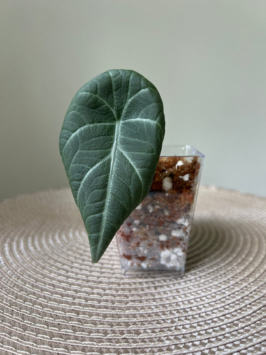 Alocasia Maharani (14)