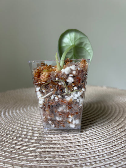 Alocasia Maharani (14)