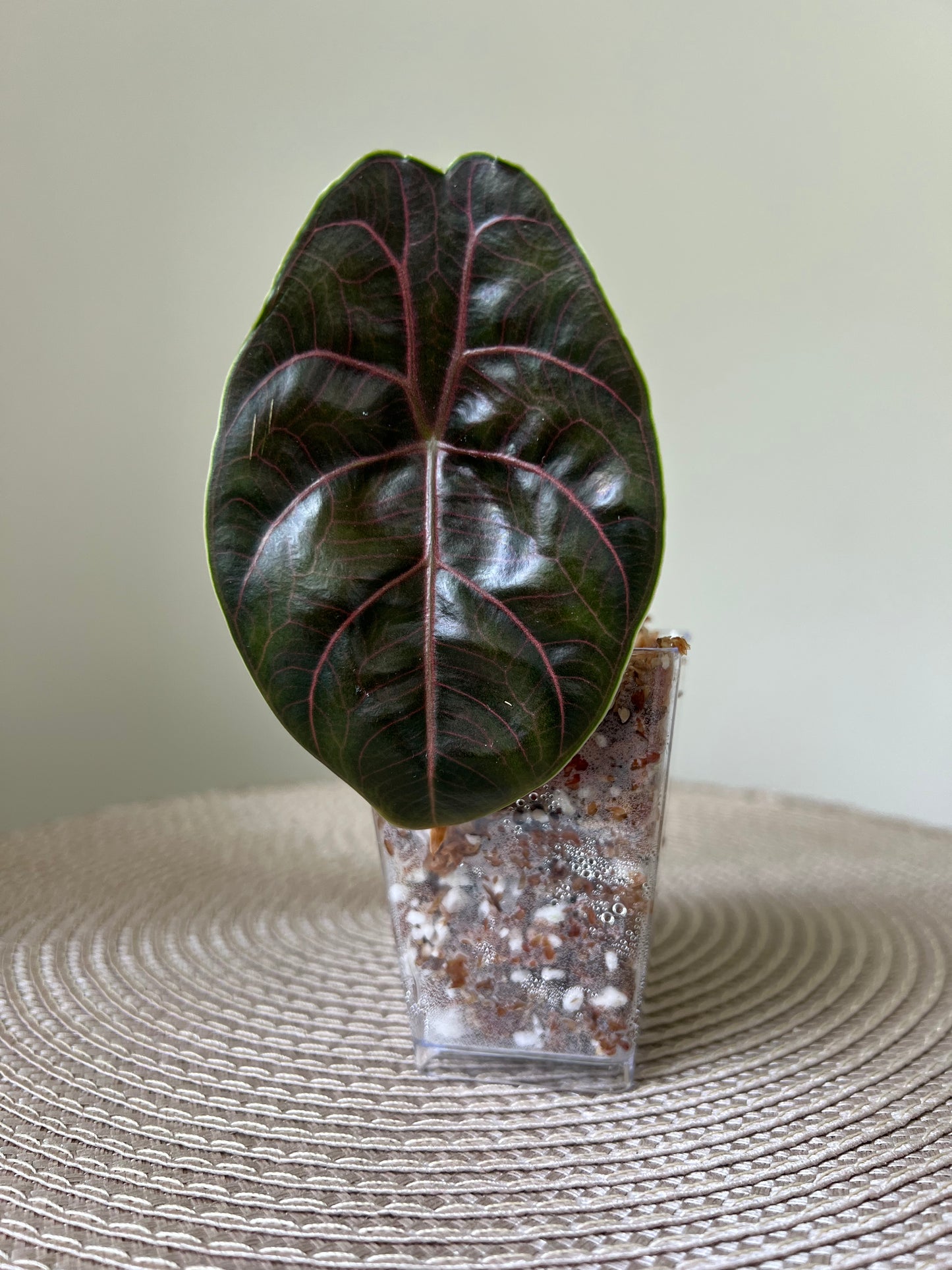 Alocasia Azlanii (32)
