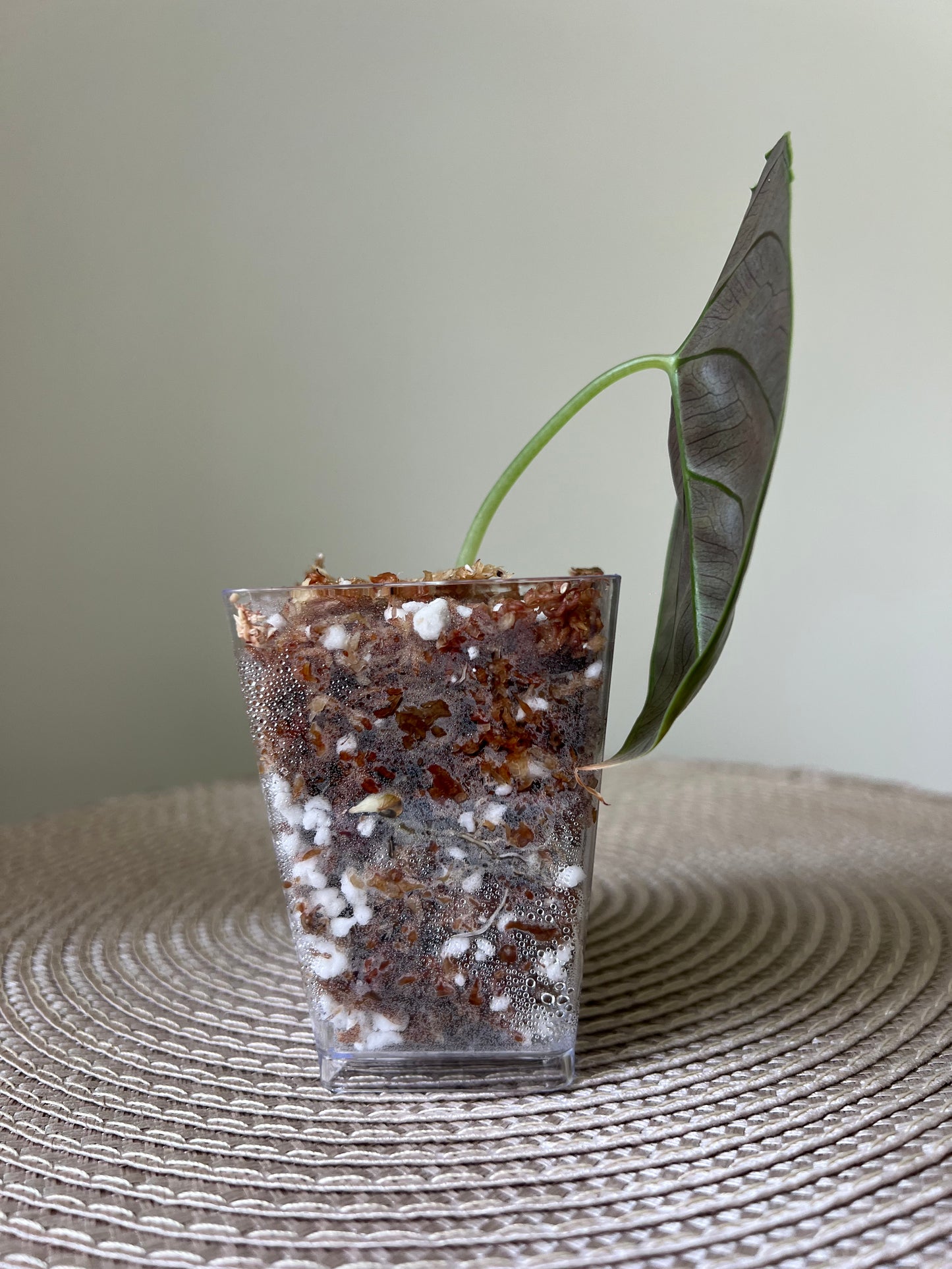 Alocasia Azlanii (32)