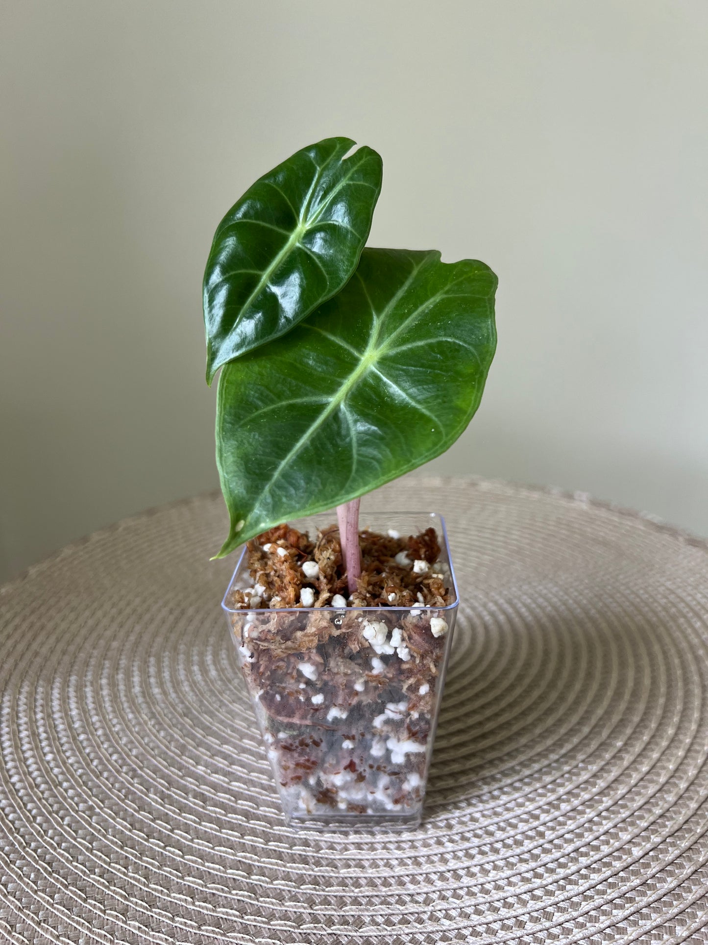 Alocasia Pink Dragon (47)