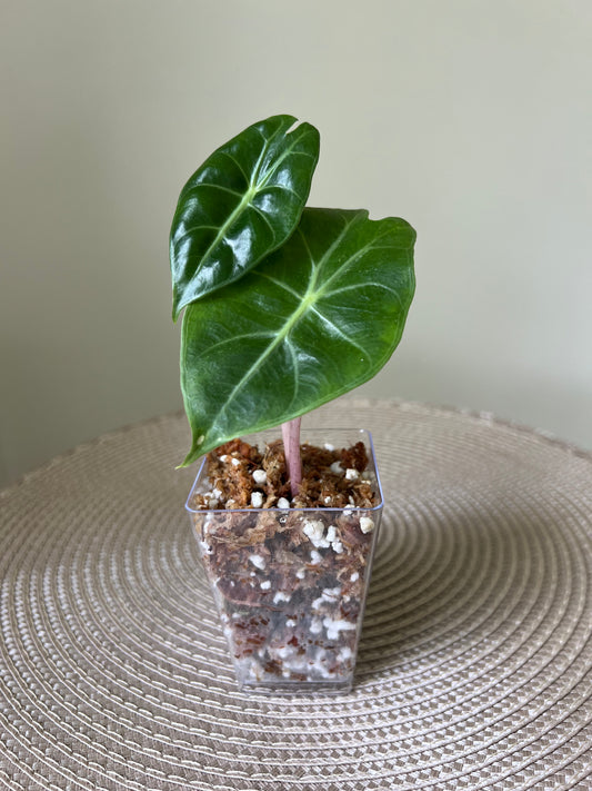 Alocasia Pink Dragon (47)