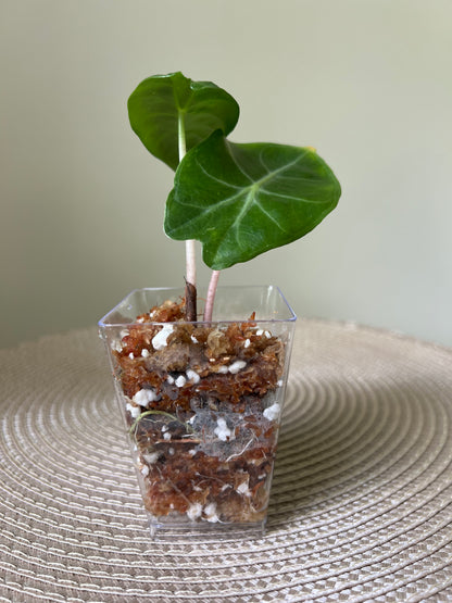 Alocasia Pink Dragon (36)