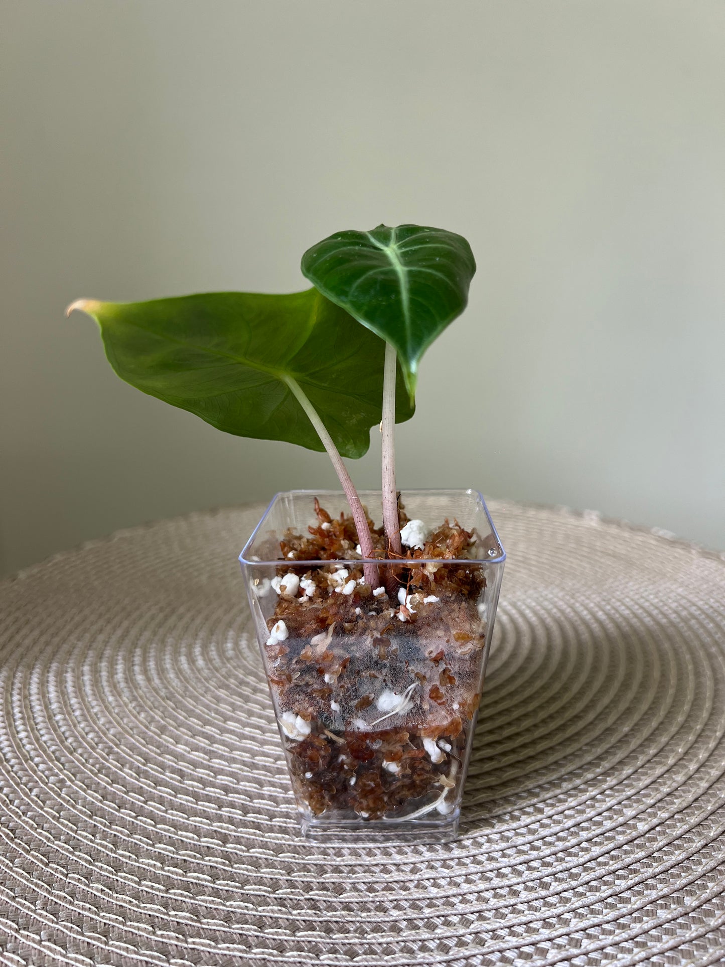 Alocasia Pink Dragon (36)