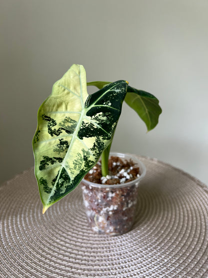 Alocasia variegated Frydek (13)