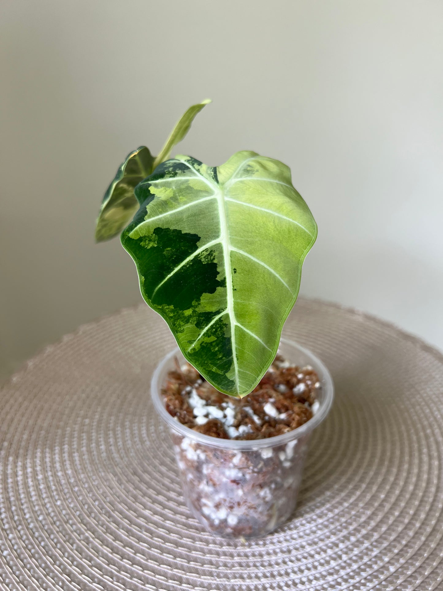 Alocasia variegated Frydek (13)
