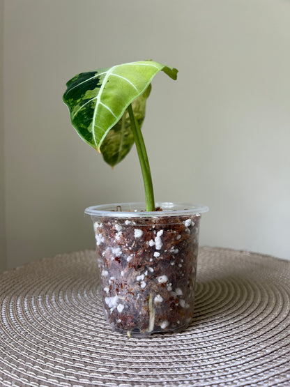 Alocasia variegated Frydek (13)