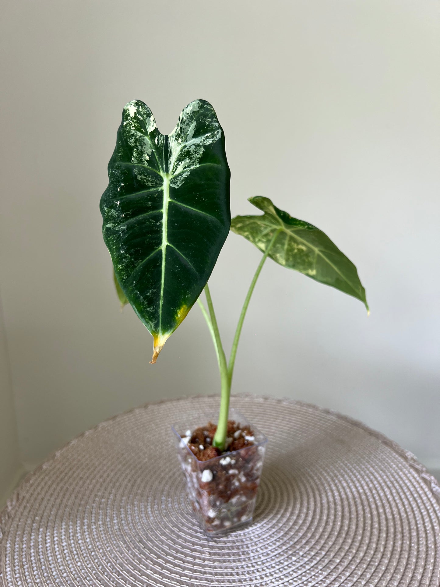 Alocasia variegated Frydek (6)