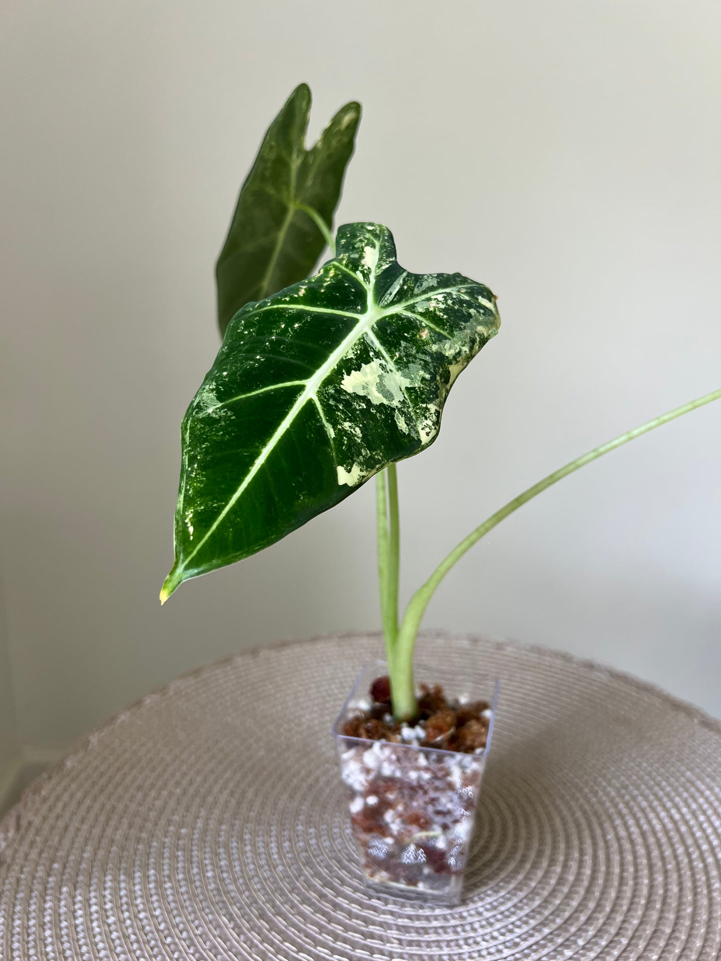 Alocasia variegated Frydek (6)