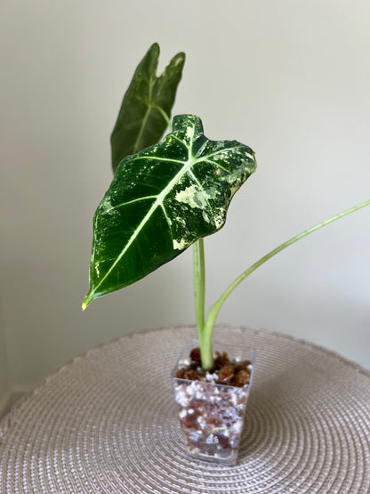 Alocasia variegated Frydek (6)