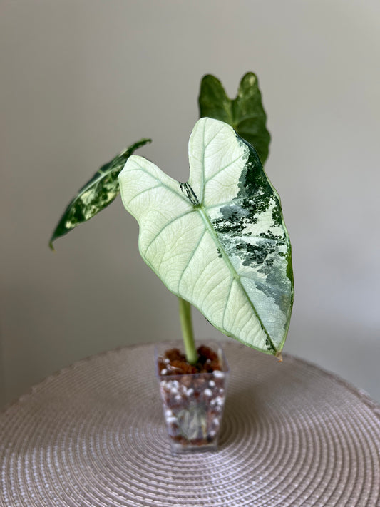 Alocasia variegated Frydek (6)