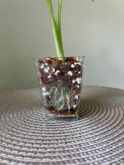 Alocasia variegated Frydek (6)